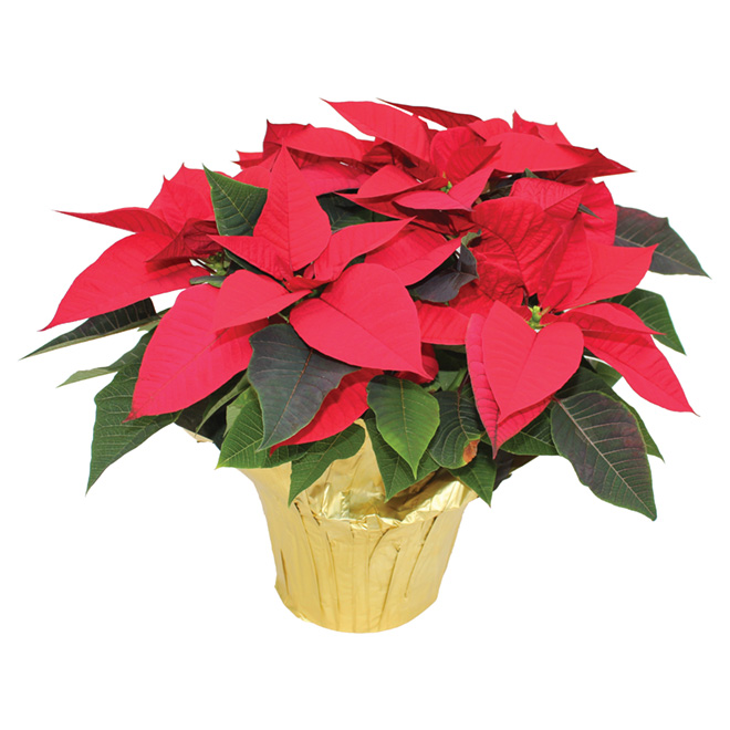 Poinsettia