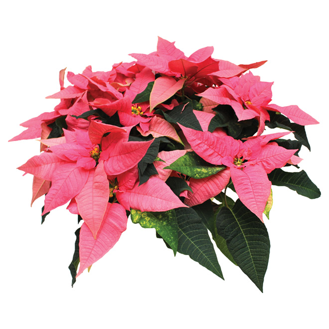 Poinsettia