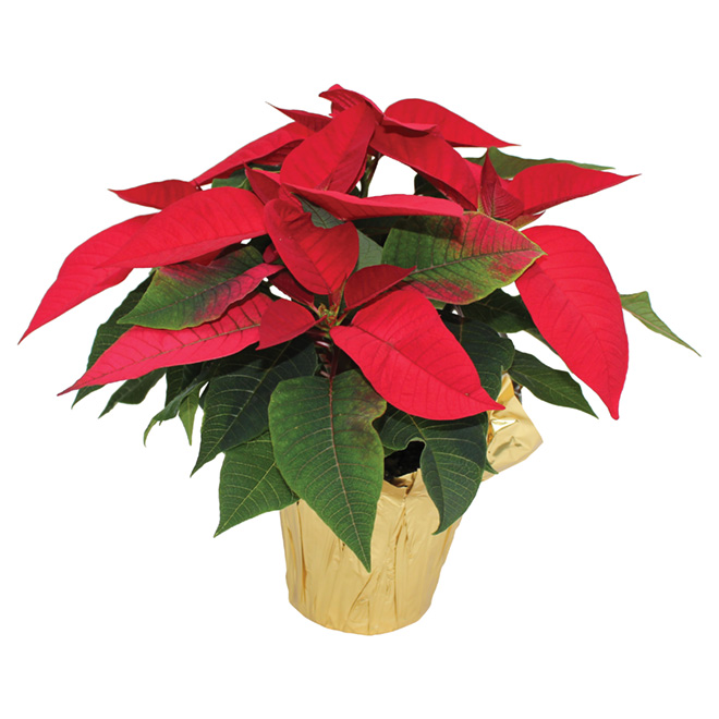 Poinsettia