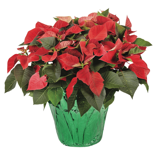 Poinsettia