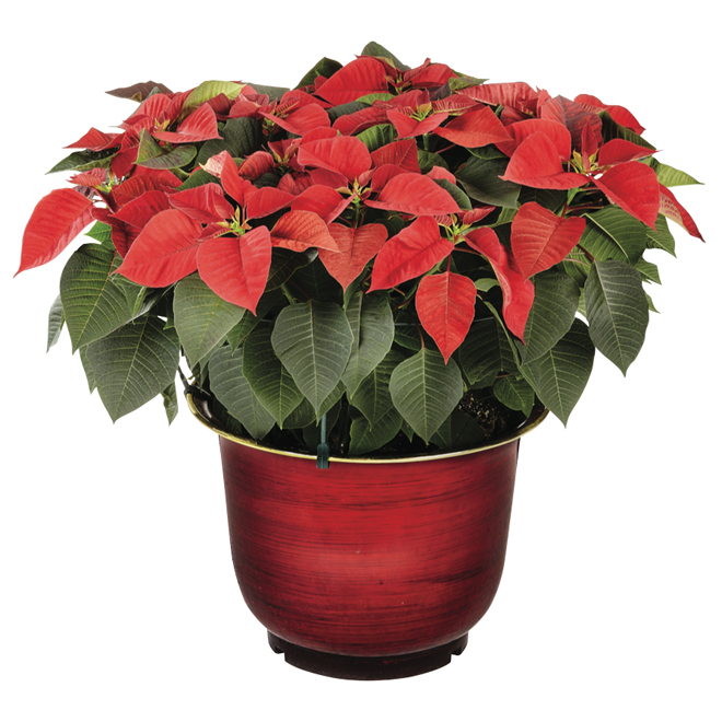 Poinsettia