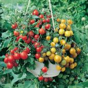 Cherry Tomatoes Hanging Basket, 12