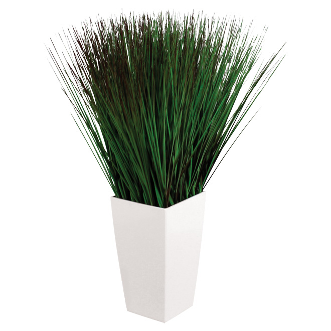 Decorative Plant