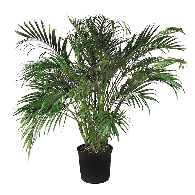 "Cataractarum" Palm