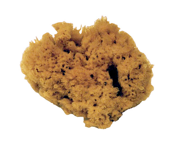 Éponge de mer naturelle de 6 po