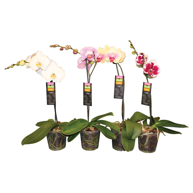 Orchidée papillon