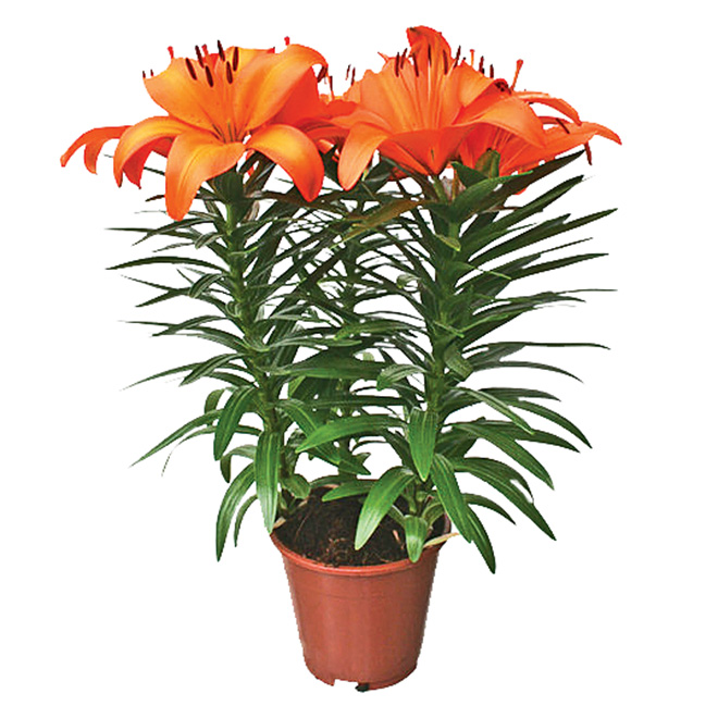 6" Asiatic Pixie Lily