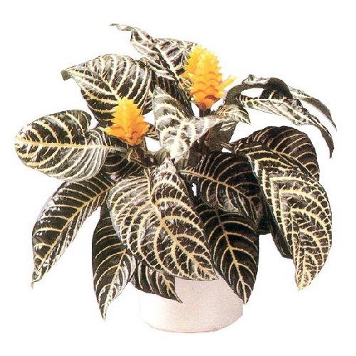 Aphelandra