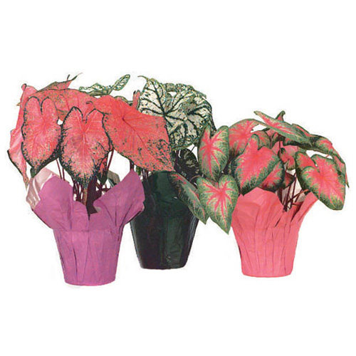 Caladium