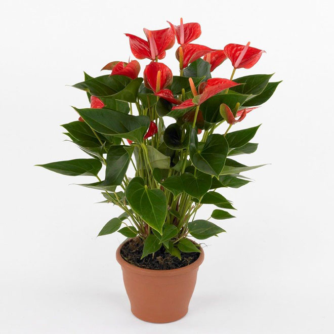 "Anthurium Andreanum"