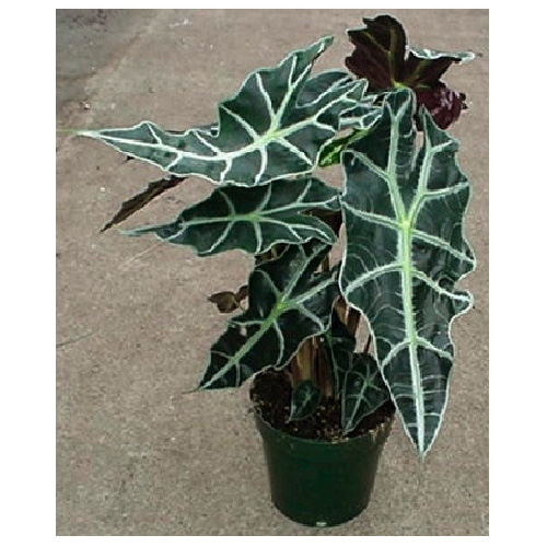 «Alocasia Amazonica»