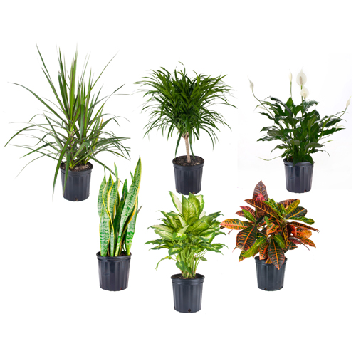 Plante tropicale
