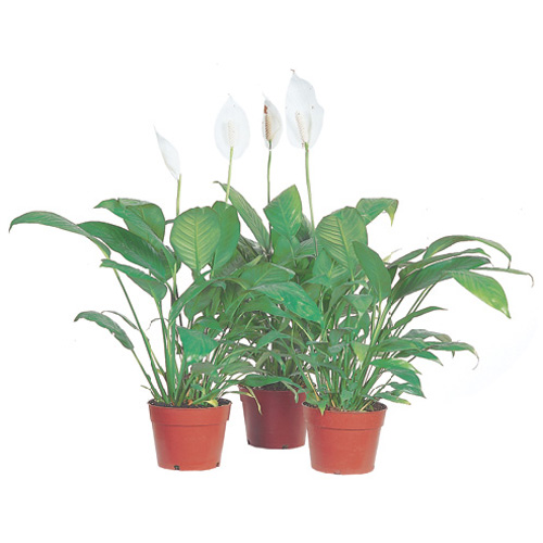 Spathiphyllum - 6"
