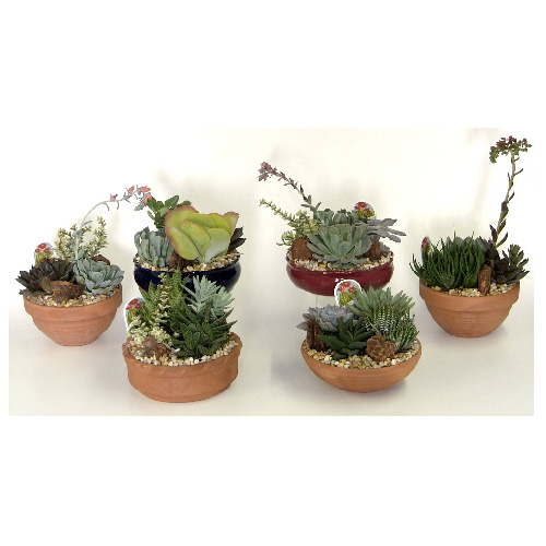Cactus Garden