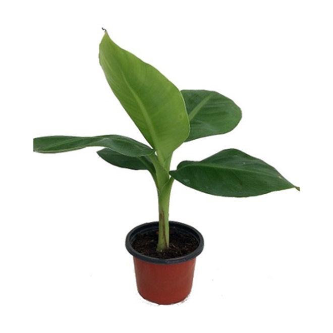 Musa banana, 4"