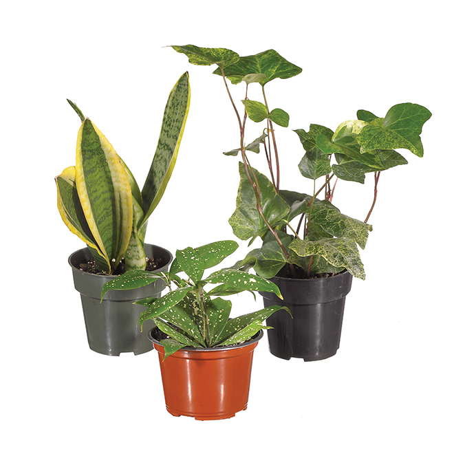 Plante tropicale