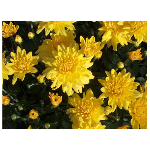 Chrysantheme