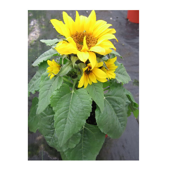 Hélianthe tournesol