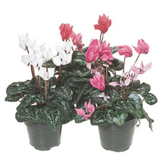 Cyclamen