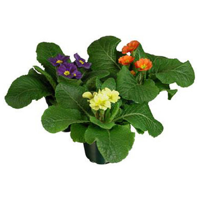 Primula "Acaulis"