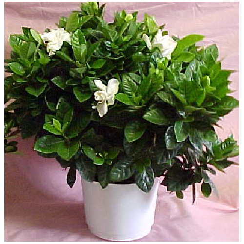 Gardenia buisson