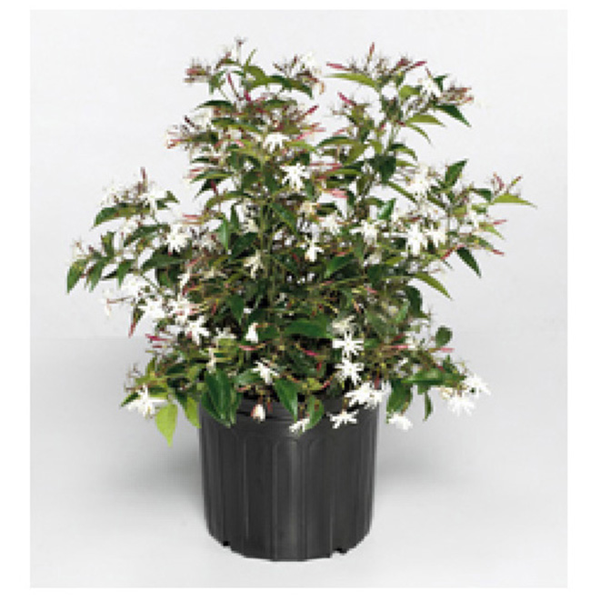 Jasmine Bush