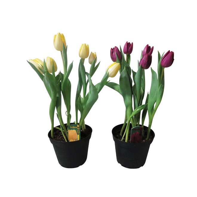 Tulips