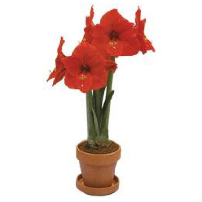 Amaryllis
