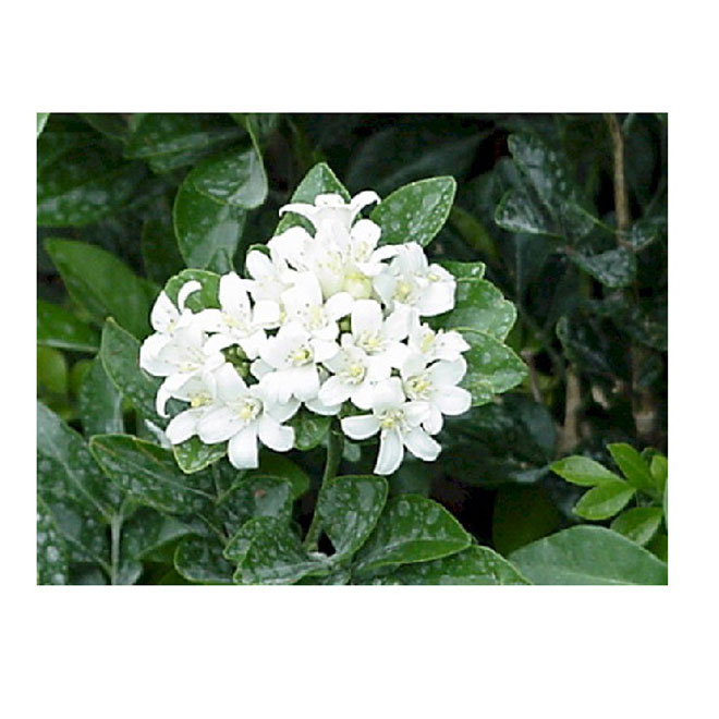 Jasmin en buisson