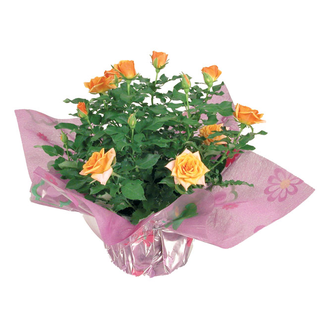 Mini rose bush