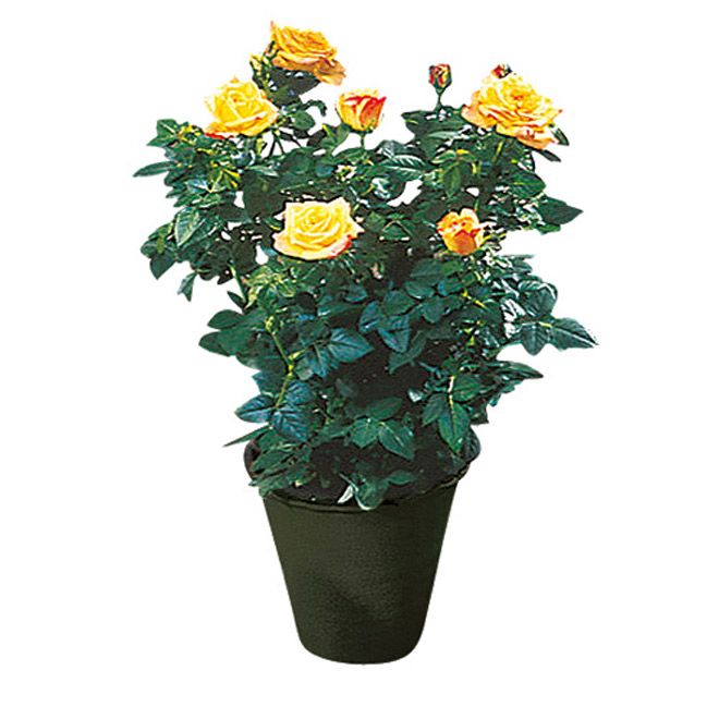 Mini Roses