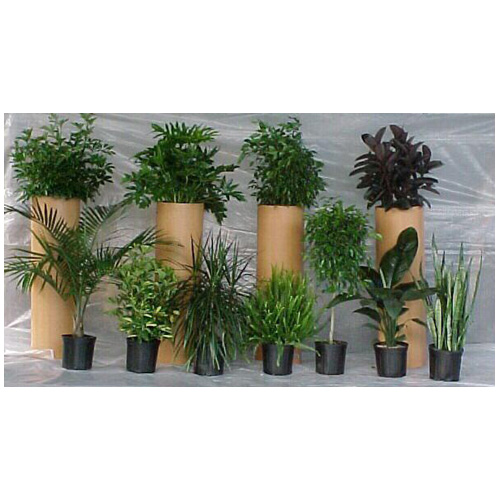 Plantes tropicales assorties