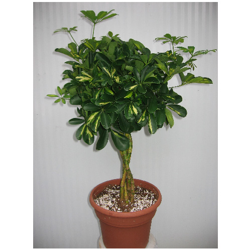 Schefflera Capella tressé, 10"