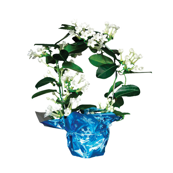 «Stephanotis»