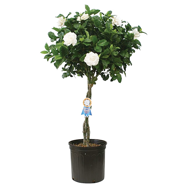 Gardenia tressé