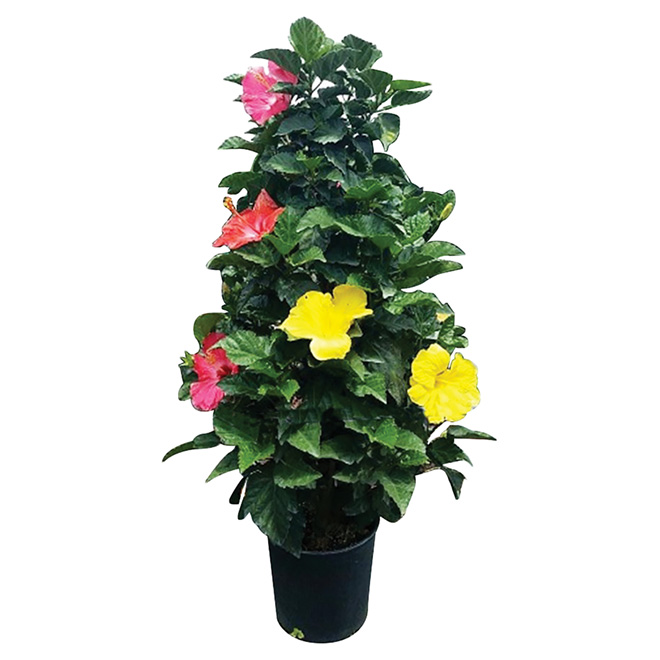 Multicolored Bush Hibiscus