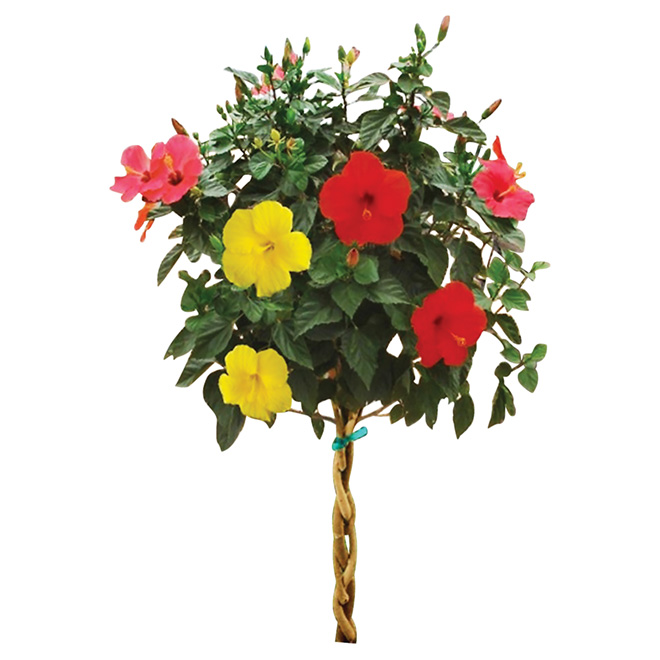 Braided Hibiscus