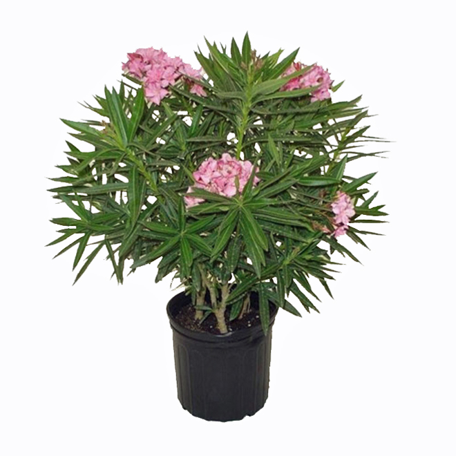 Bush Oleander