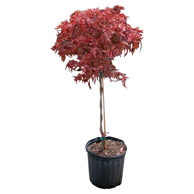 Arbre Acalypha