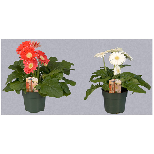 Gerbera