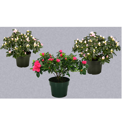 Azalea