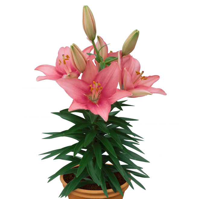 Asiatic Lily