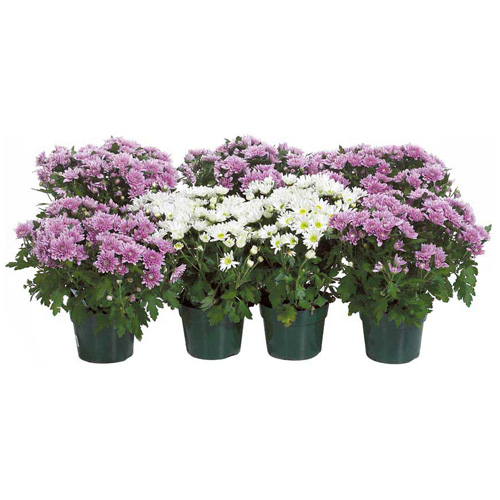Chrysanthème d'intérieur