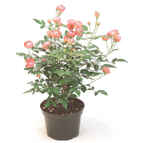 Mini Rose Bush