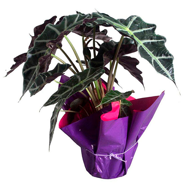 Alocasia