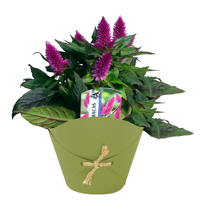 Plante ornementales