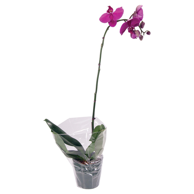 Orchid