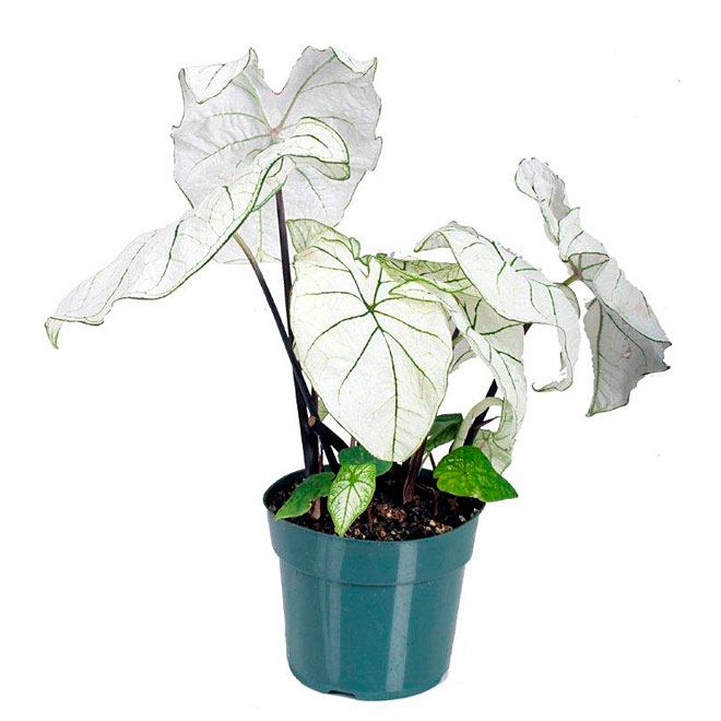 Caladium