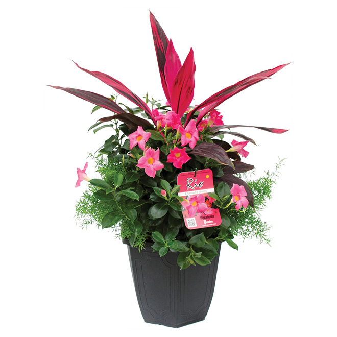 Dipladenia - 12"