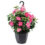 Dipladenia en panier suspendu, 10